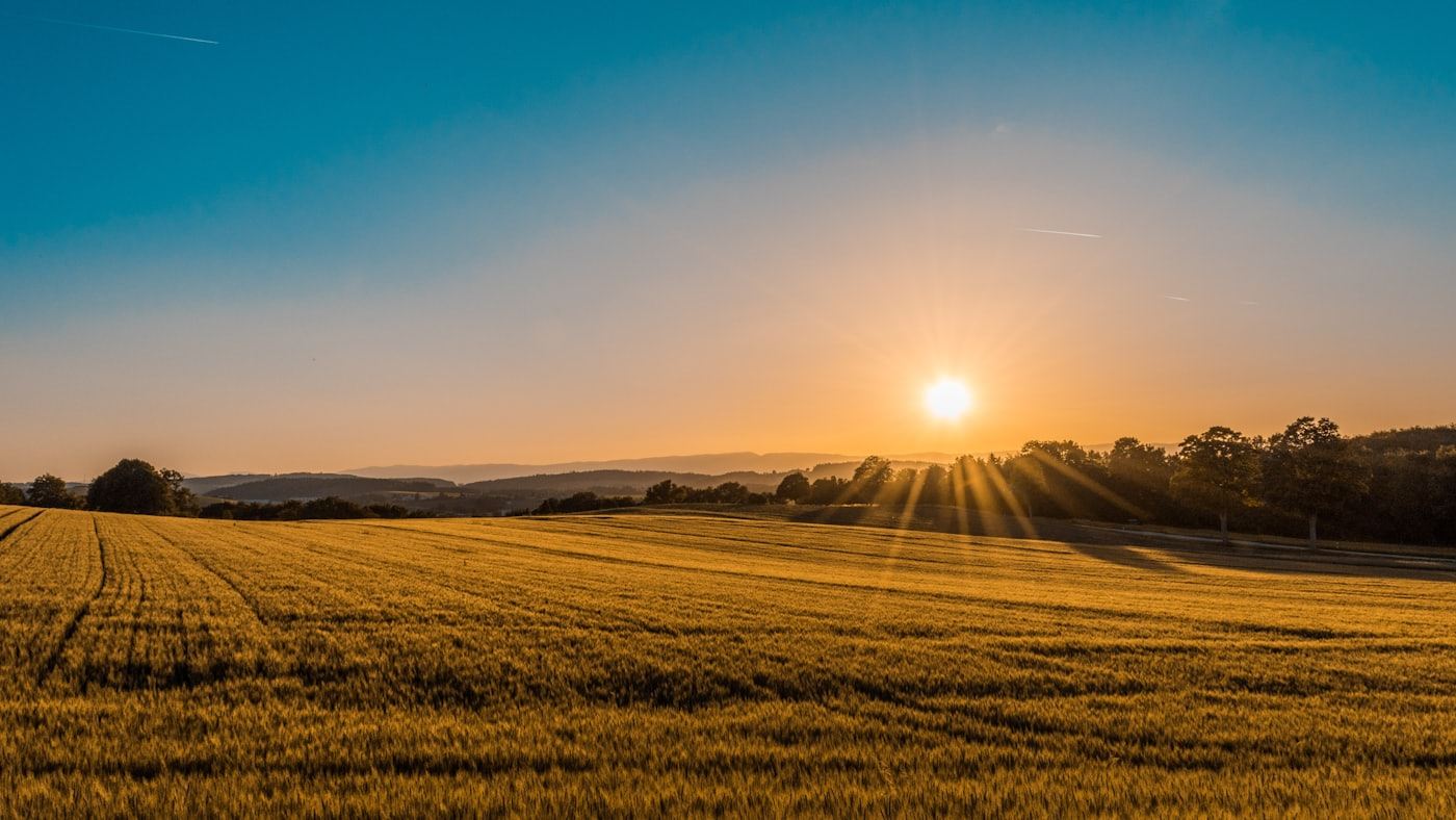 Weites Feld im Abendlicht