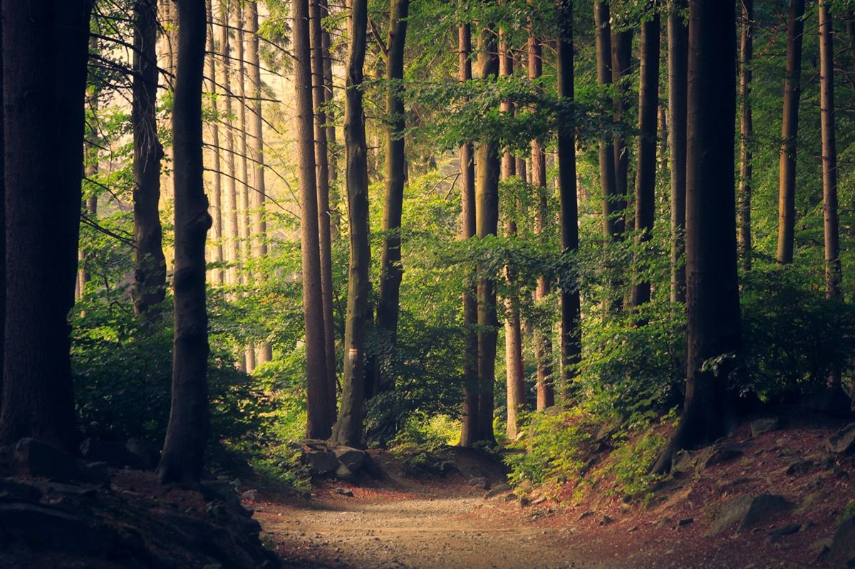Sonnenlicht im Wald – Ruhe und Resilienz